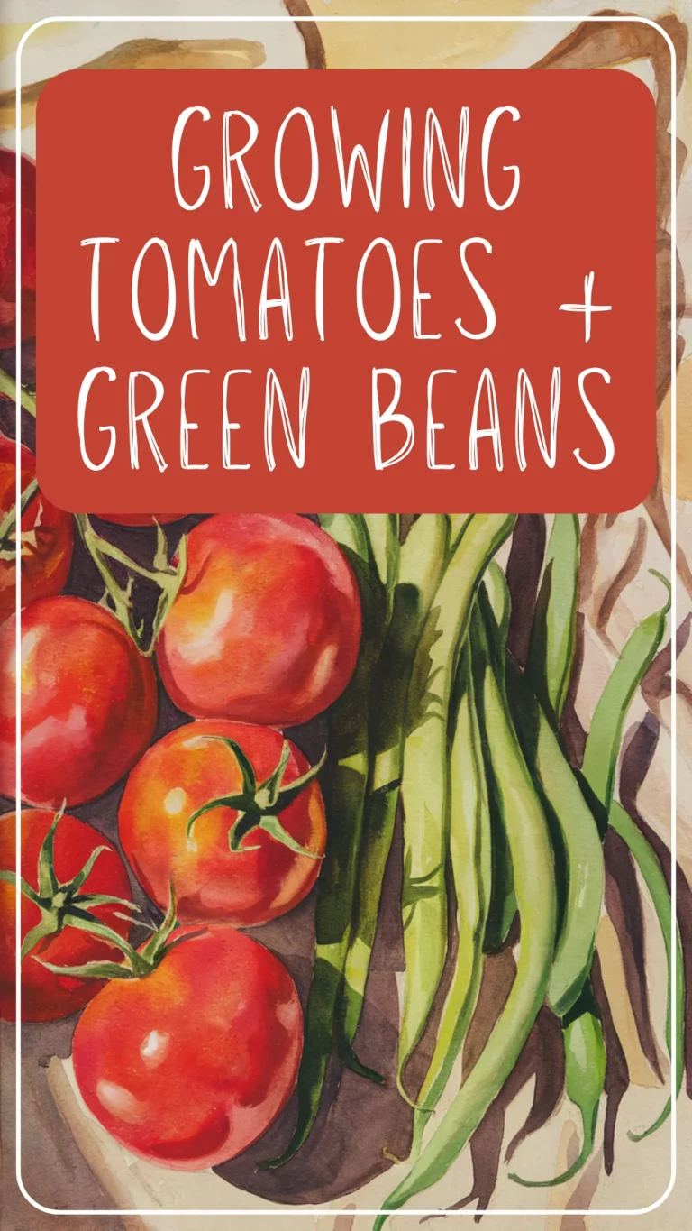 New to growing food for canning? Start your canning garden with just tomatoes and green beans! This simple guide to canning for beginners shows why starting small is the smart way to grow. 🌱🥫 #CanningGarden #CanningForBeginners #GrowingFood #TomatoPlants #GreenBeans #GardeningTips